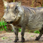 Warthogs - information