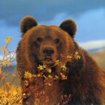 Facts about brown bears