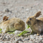 How long do bunnies live ?