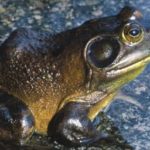 Facts about bullfrogs