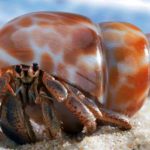 How long do hermit crabs live ?