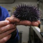 How long do sea urchins live ?