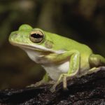 Tree frogs - information