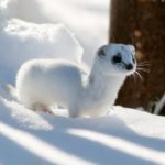 Facts about weasels