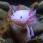 How long do axolotls live ?