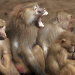 Facts about baboons