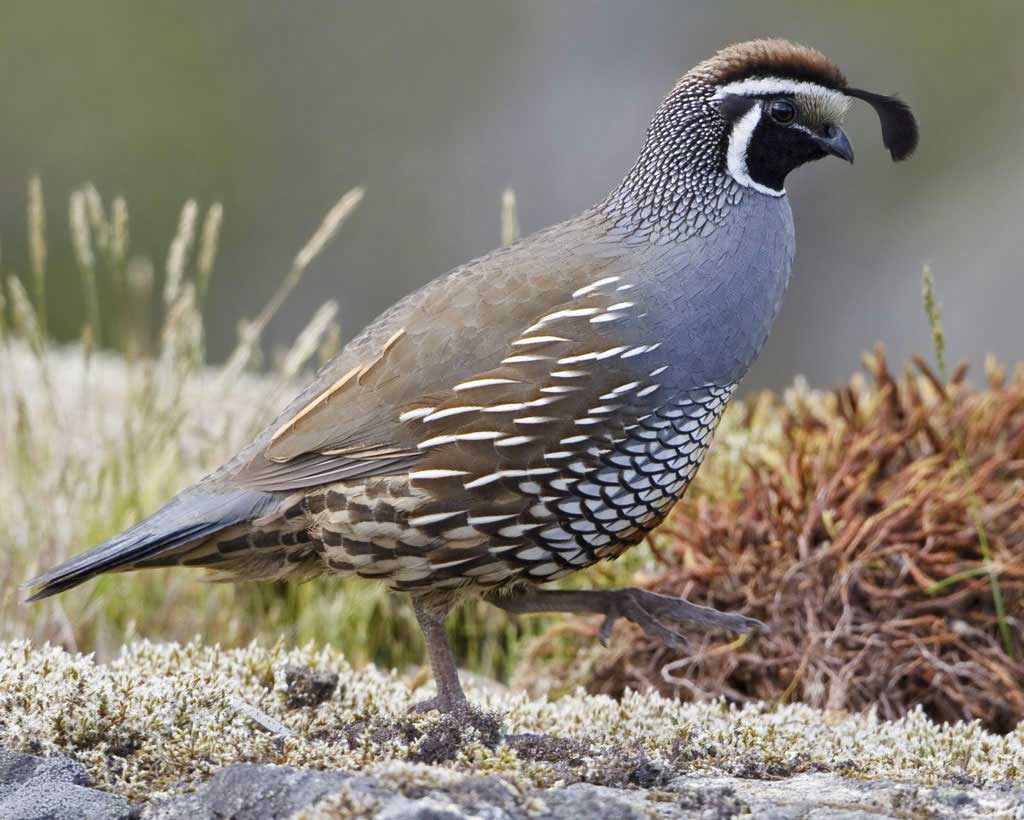 bevy of quail