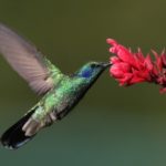 Facts about hummingbirds