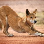 How long do dingoes live ?