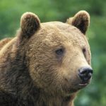 Brown bears - information