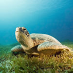 Facts about sea turtles