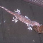 Facts about geckos