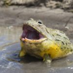 Bullfrogs - information