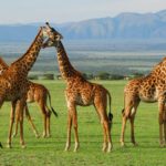 How long do giraffes live ?