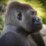 How long do gorillas live ?