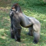 Gorillas - information