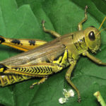 How long do grasshoppers live ?