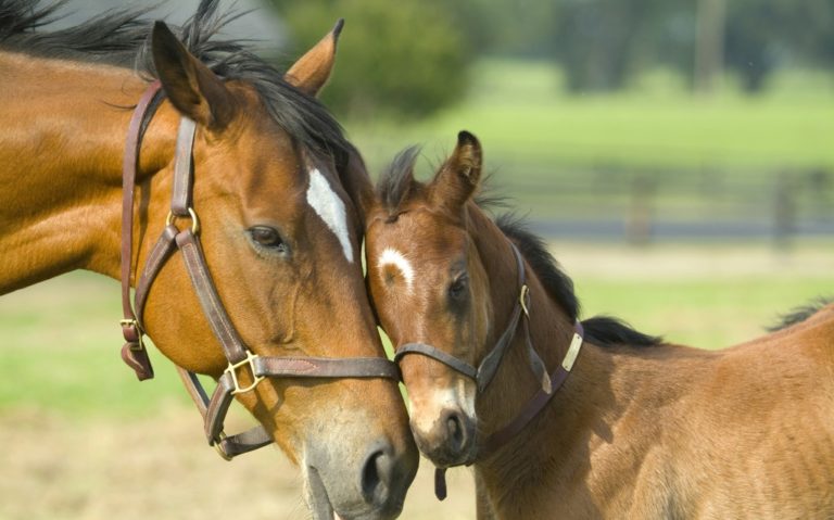 How Long Do Horses Live In Captivity