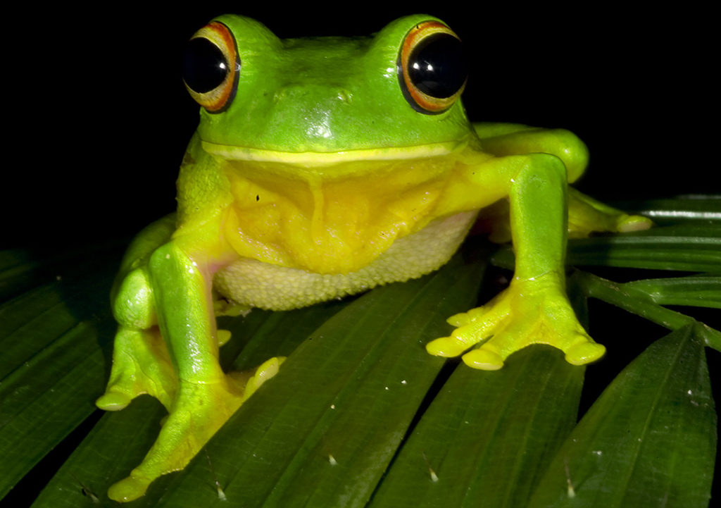 facts-about-tree-frogs