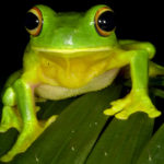 Facts about tree frogs
