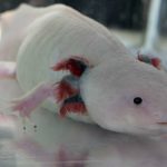 Axolotls - information