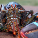 How long do lobsters live ?