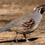 Facts about quail