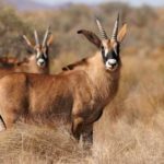 Facts about antelopes