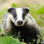 Facts about badgers