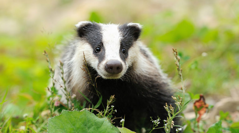 Facts about badgers