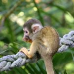 Facts about squirrel monkeys