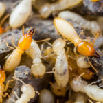 How long do termite live ?