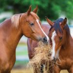 How long do horses live in the wild ?