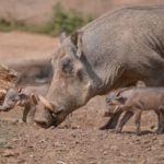 Facts about warthogs