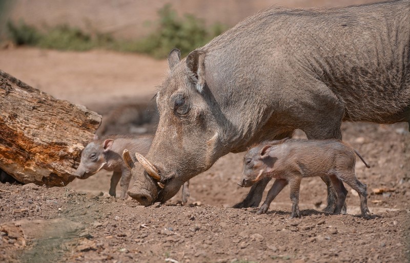 warthogs