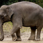 Asian elephants - information