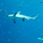 How long do hammerhead sharks live ?