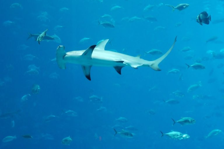 How long do hammerhead sharks live