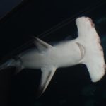 Hammerhead sharks - information