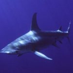 Facts about hammerhead sharks