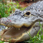 Alligators - information