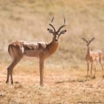 Antelopes - information