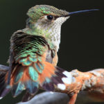 How long do hummingbirds live ?