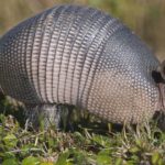 Facts about armadillos