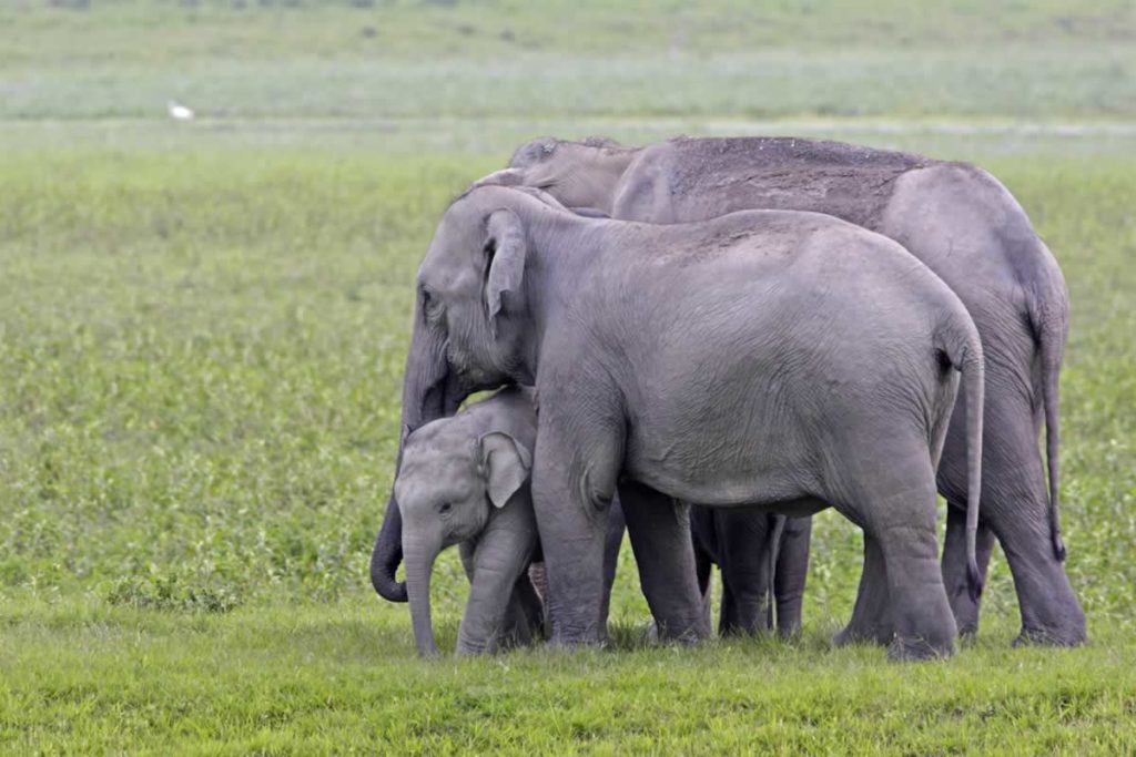 Asian elephants