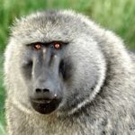 How long do baboons live ?