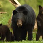 Black bears - information