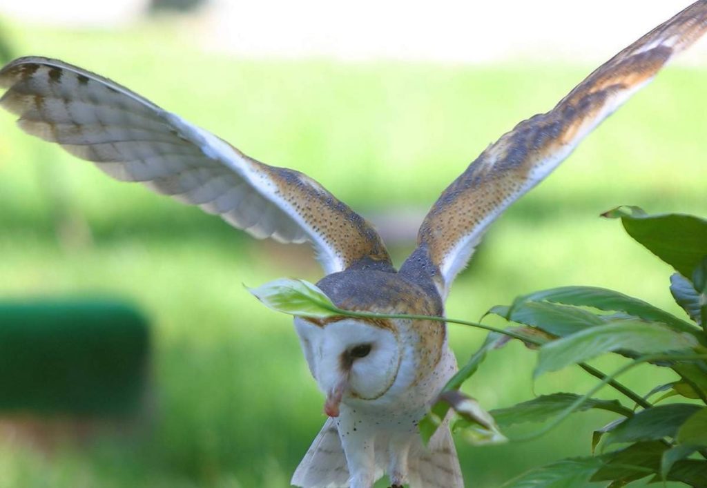 barn-owls-information