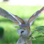 Barn owls - information