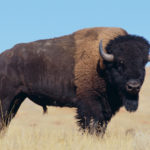 How long do bison live ?